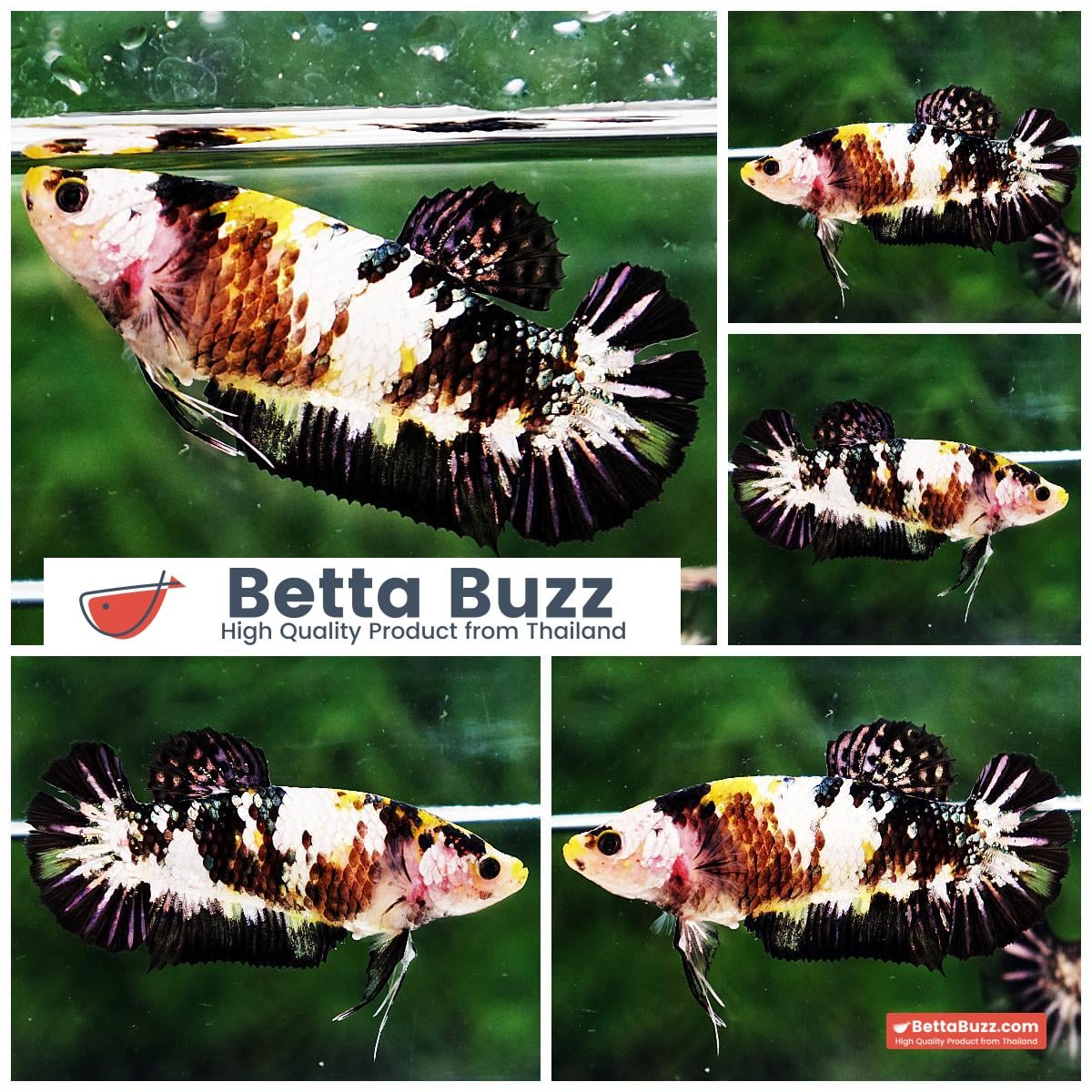 Betta fish Female HMPK Princes Tiger Galaxy