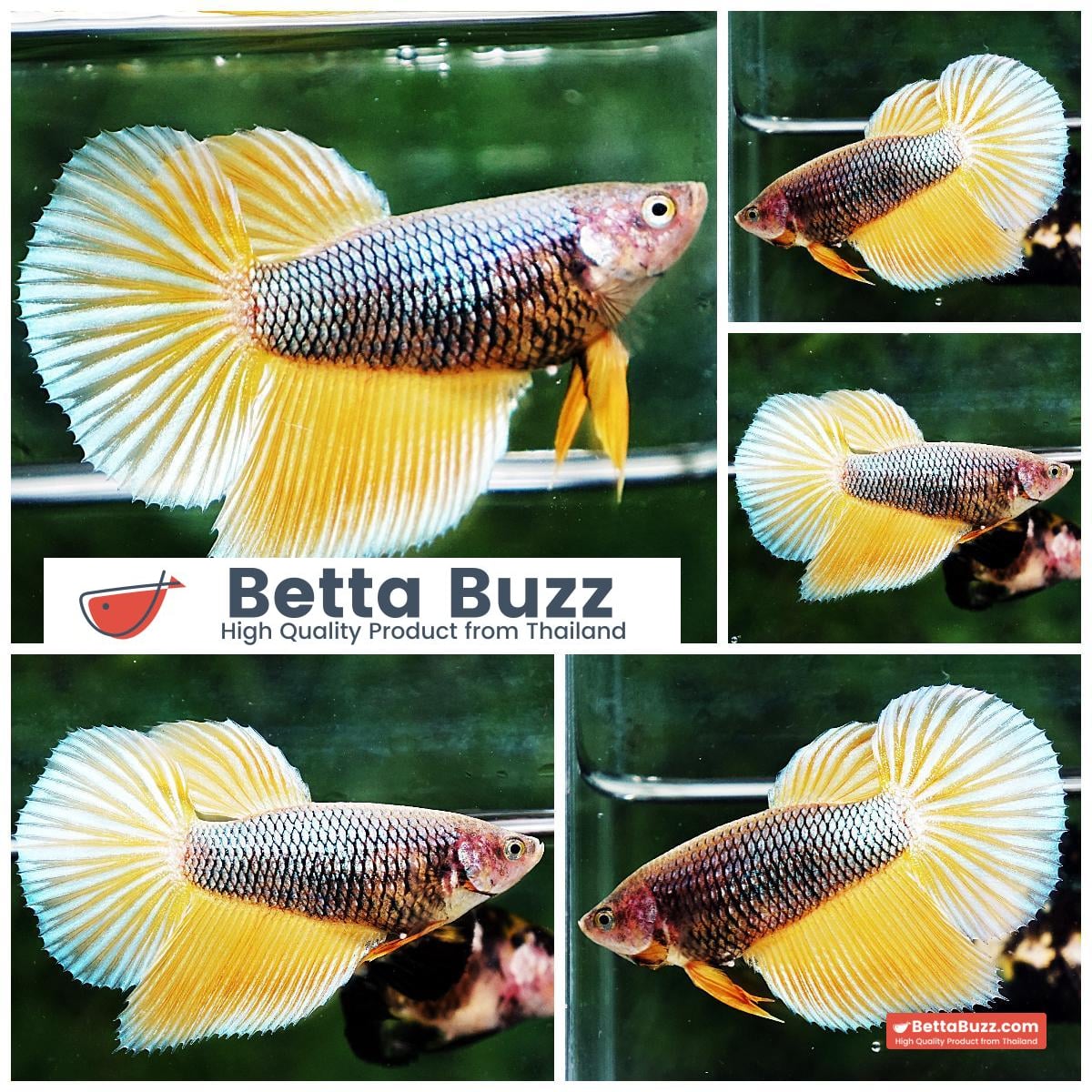 Betta fish Female HM Grizzle Blue Mustard Gas