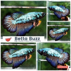 Betta fish Female HM Green Peacock