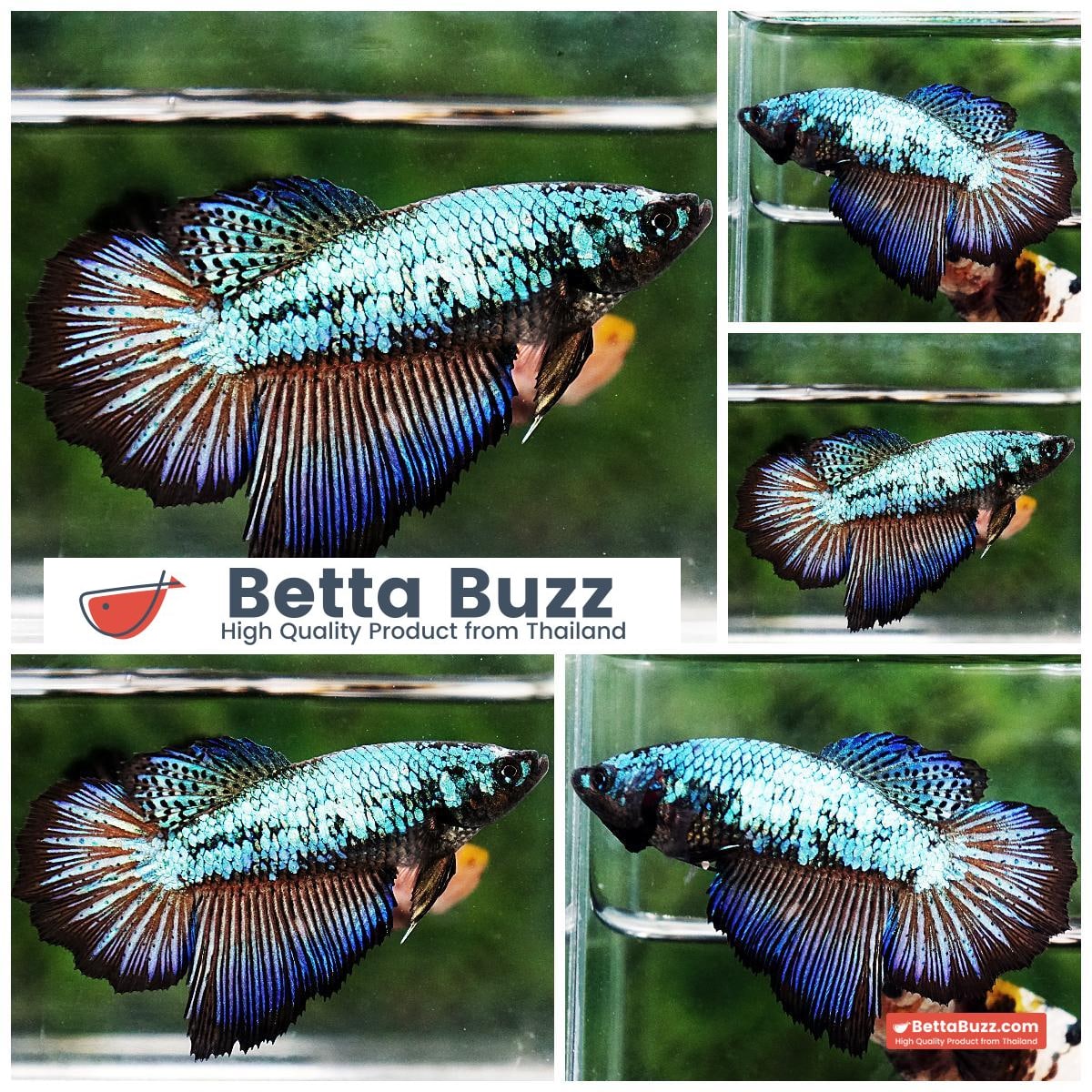 Betta fish Female HM Green Peacock