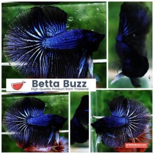 Betta fish HM Blue Black Peacock