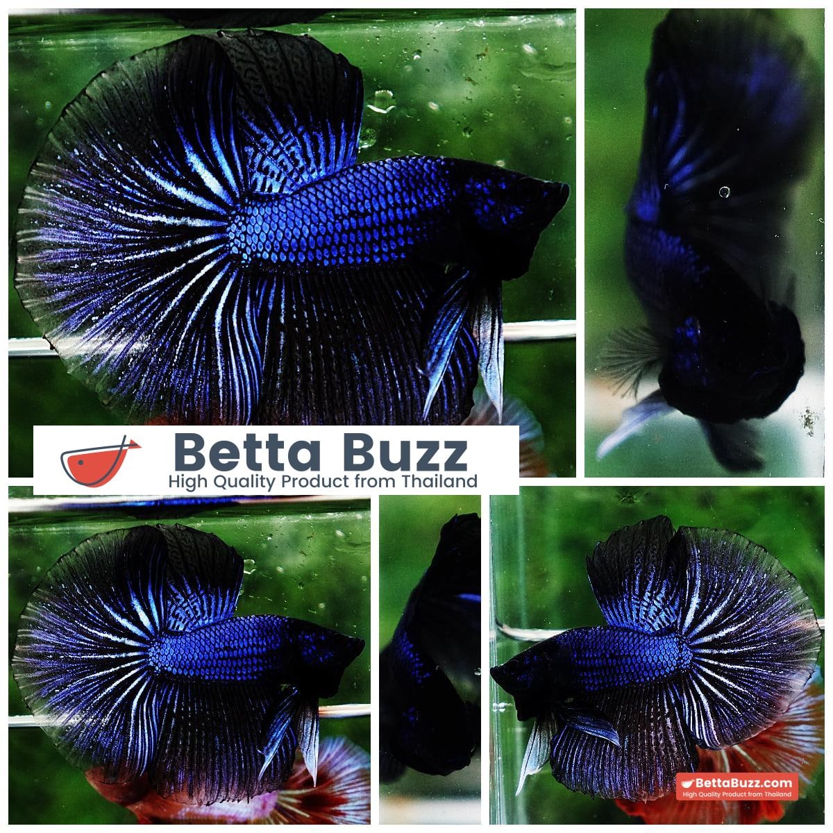 Betta fish HM Blue Black Peacock