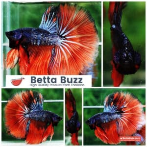 Betta fish HM Star Devil on Fire