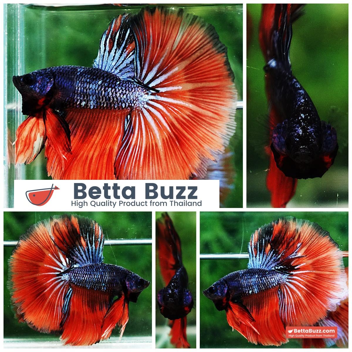 Betta fish HM Star Devil on Fire