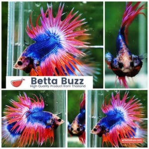 Betta fish CT Mascot Thailand Flag