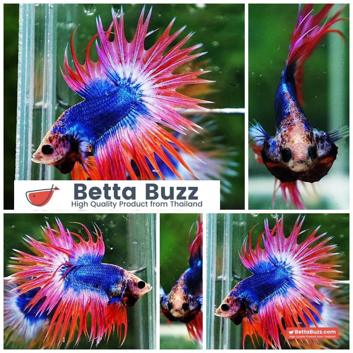 Betta fish CT Mascot Thailand Flag