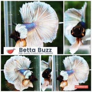 Betta fish HM Purple Mustard Dumbo