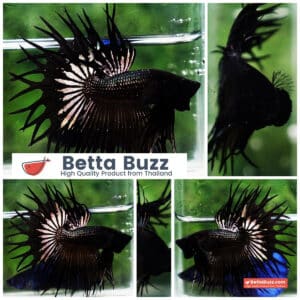 Betta fish CT King Dark Black Orchid