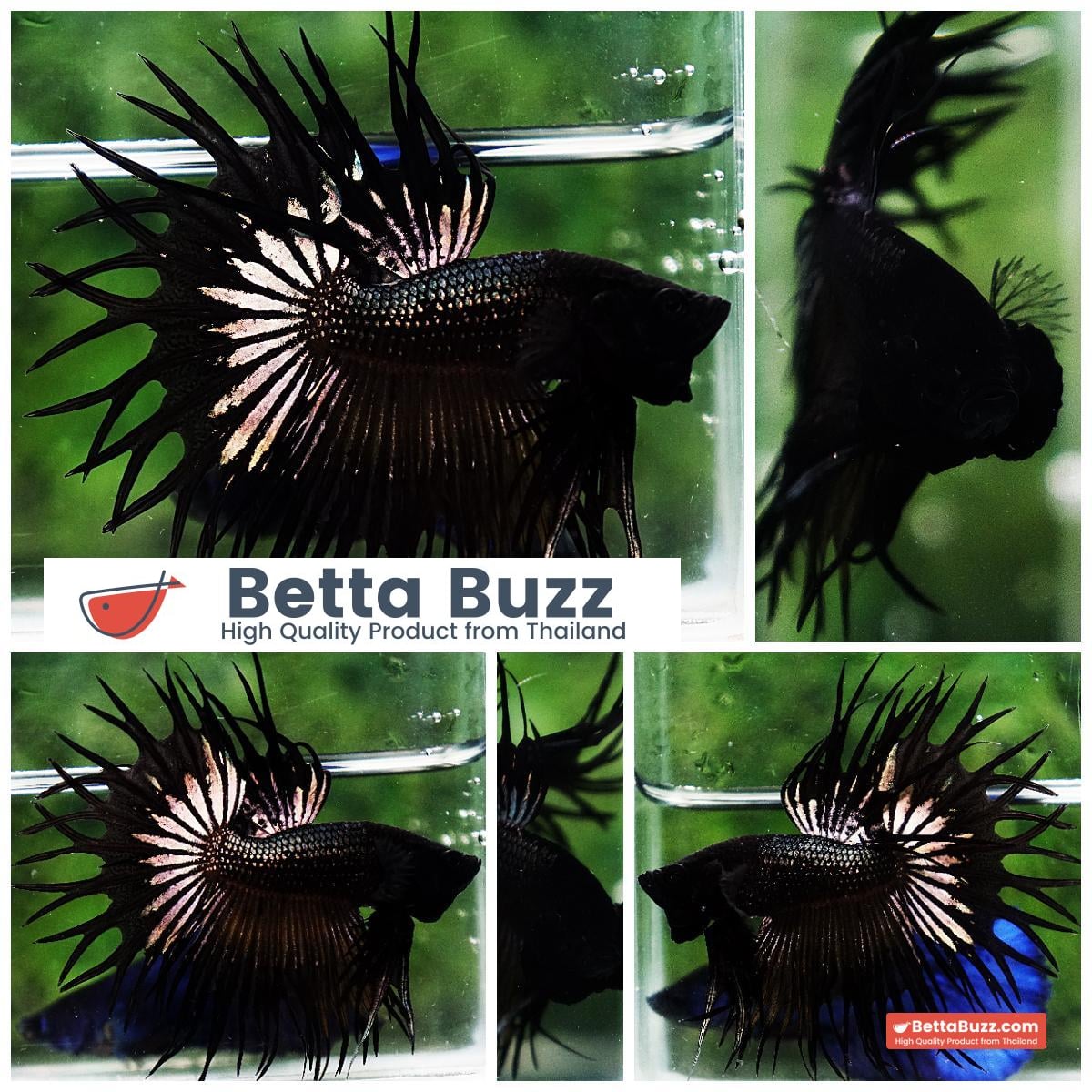 Betta fish CT King Dark Black Orchid