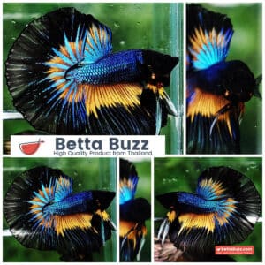 Betta fish OHM Prince Blue Mustard Gas Butterfly (Comp Grade)