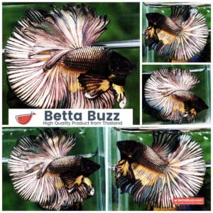 Betta fish OHM Copper Gold Sky Hawk