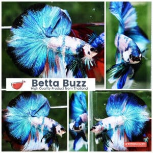 Betta fish OHM Prince of Blue Marble