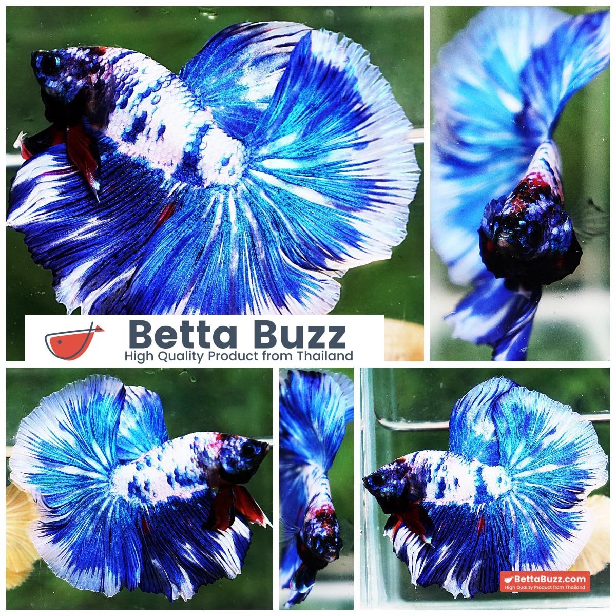 Betta fish DTHM Blue Marble