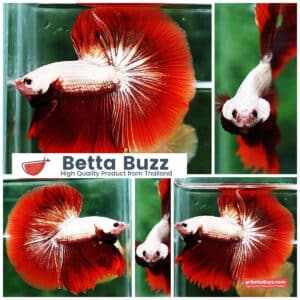 Betta fish OHM Luxury Red Dragon