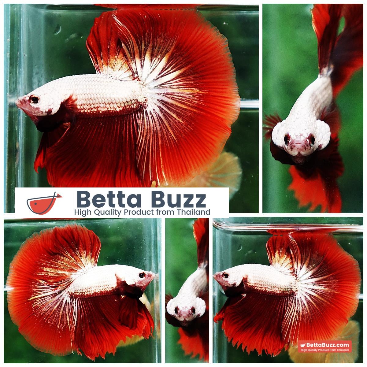 Betta fish OHM Luxury Red Dragon