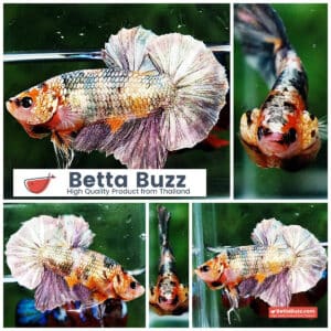 Betta fish OHMPK Copper Solder Yellow Base