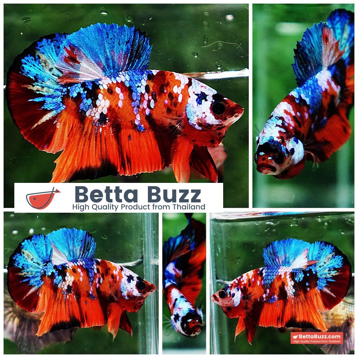 Betta fish HMPK Helmet Emerald Candy
