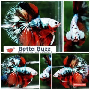 Betta fish OHM Fancy Halloween Star