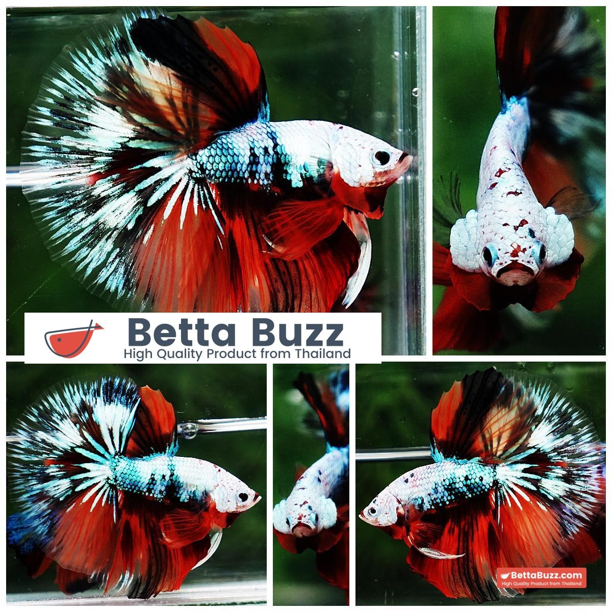 Betta fish OHM Fancy Halloween Star