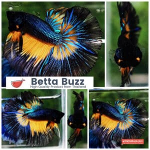 Betta fish HM Blue Black Butterfly Mustard Gas