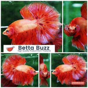 Betta fish OHM Armageddon Meteor Strom