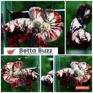 Betta fish HMPK The Red Caraxes