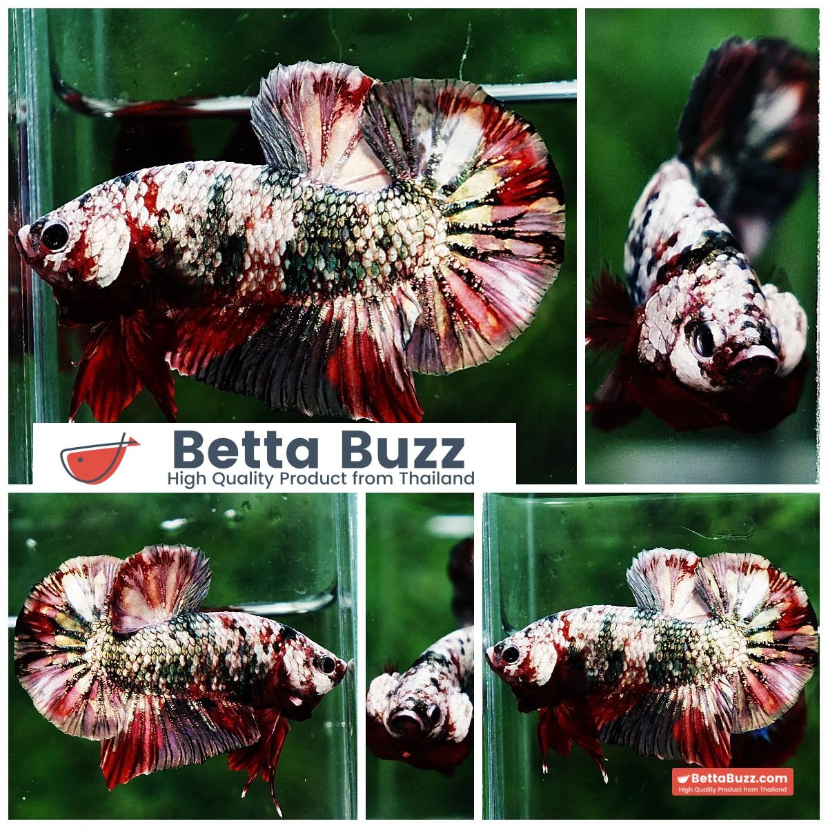 Betta fish HMPK The Red Caraxes