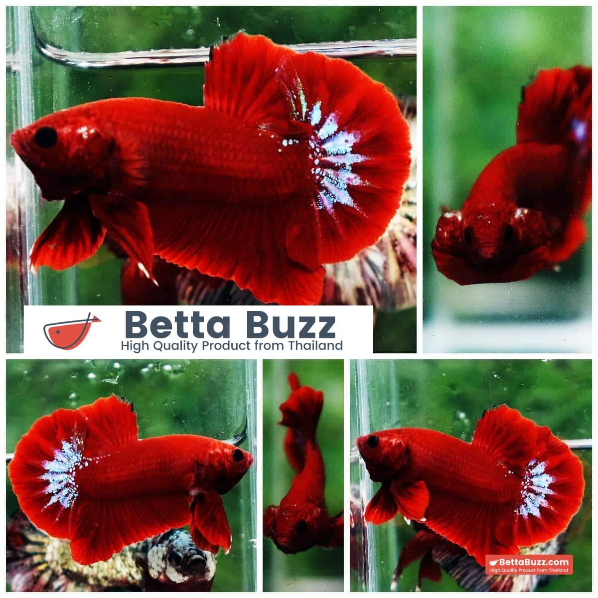 Betta fish HMPK Red Hell Boy Star tail