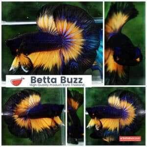 Betta fish OHM Black Purple Pumpkin Halloween