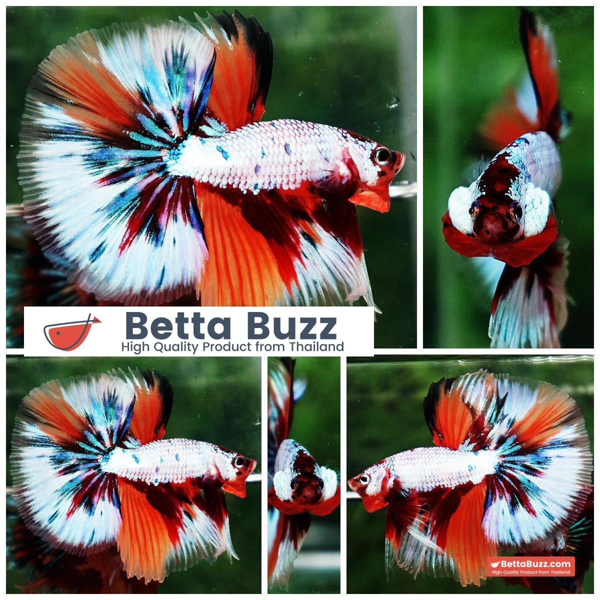 Betta fish OHM Fancy Candy Marble