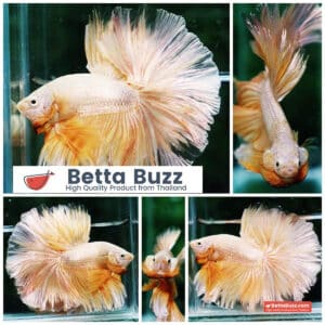 Betta fish OHM Sparkle Gold Dragon