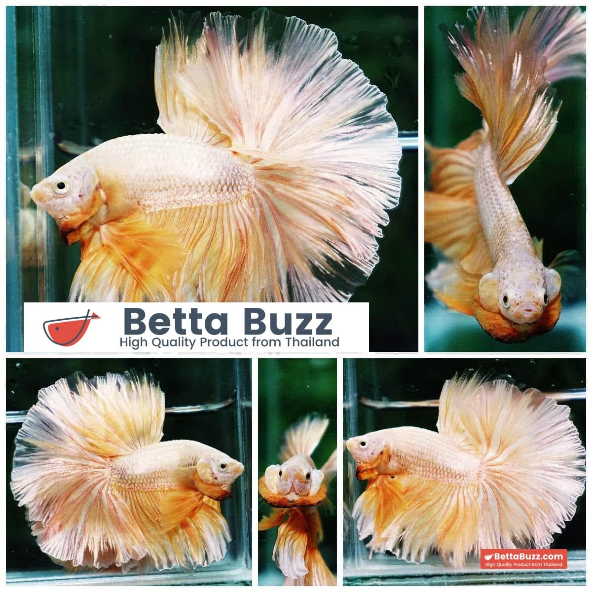 Betta fish OHM Sparkle Gold Dragon