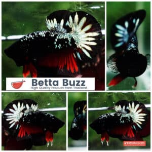 Betta fish HMPK The Red Black Caraxes