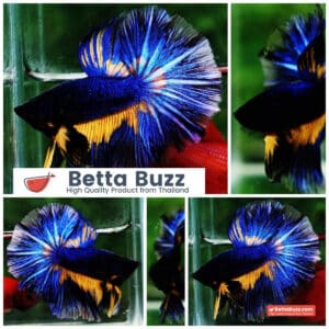 Betta fish OHM Blue Black Pumpkin Mustard Gas