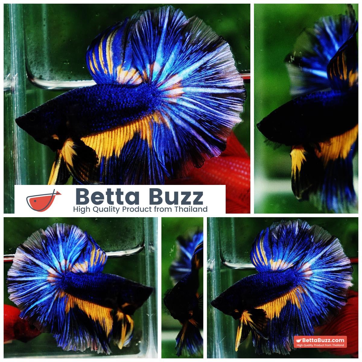 Betta fish OHM Blue Black Pumpkin Mustard Gas