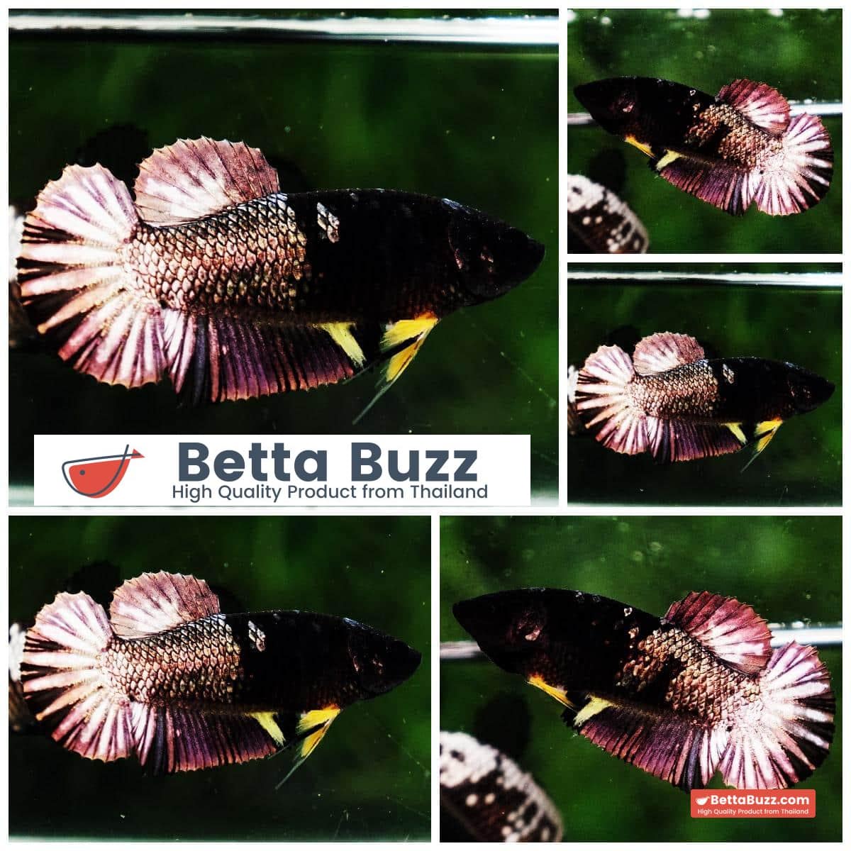 Betta fish Female HMPK Shadow Copper Mermaid (Rare)