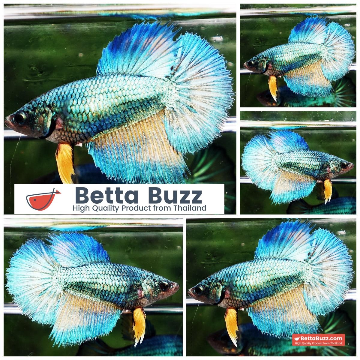 Betta fish Female HM Green Mustard Gas Butterfly