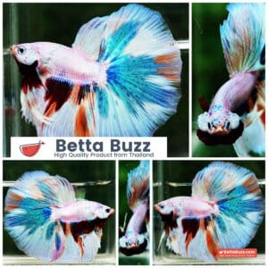 Betta fish OHM Rainbow Candy Marble