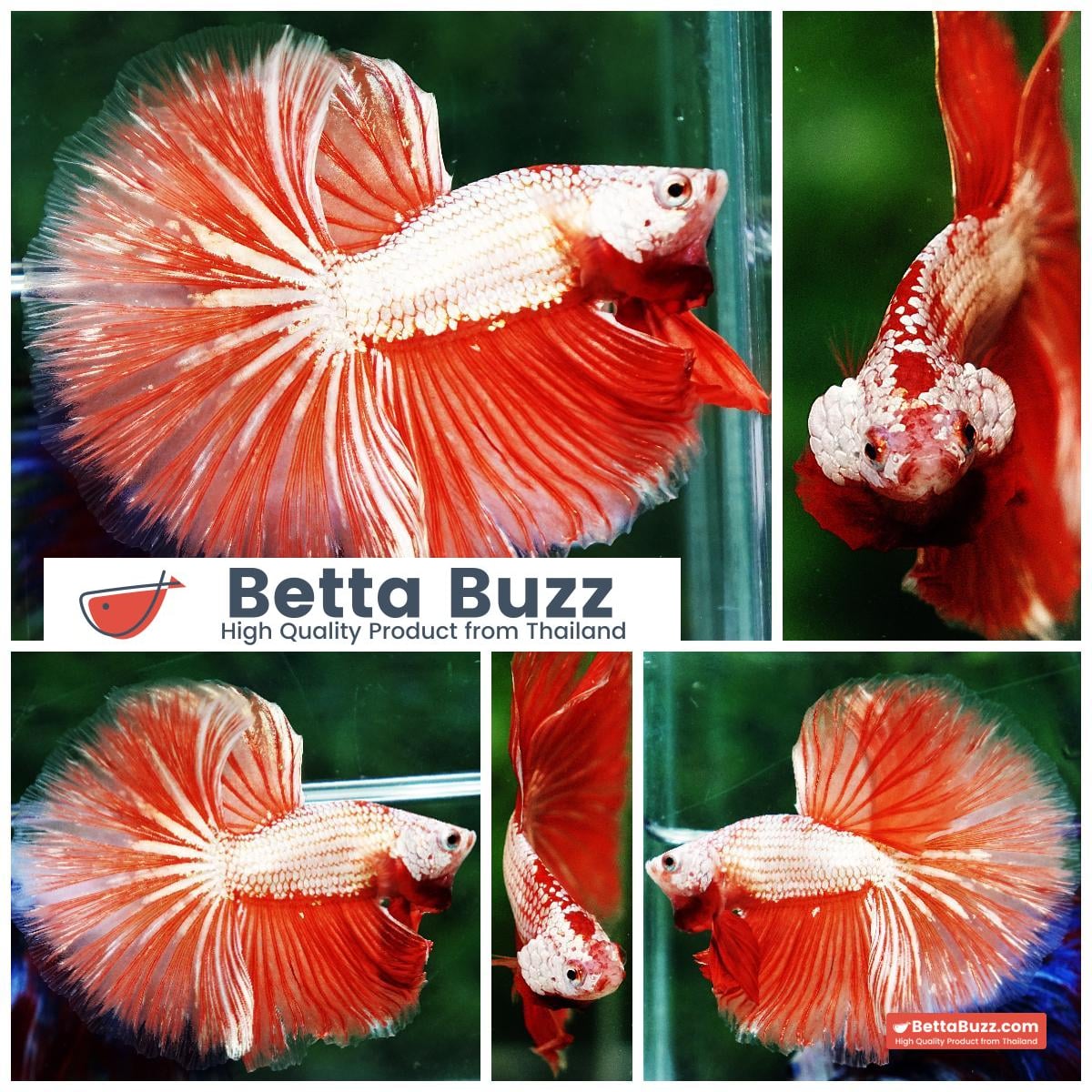 Betta fish OHM Sunshine Dragon