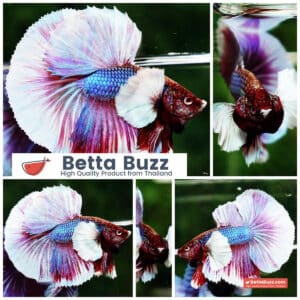 Betta fish HM Purple Salamander Dumbo (Comp Grade)