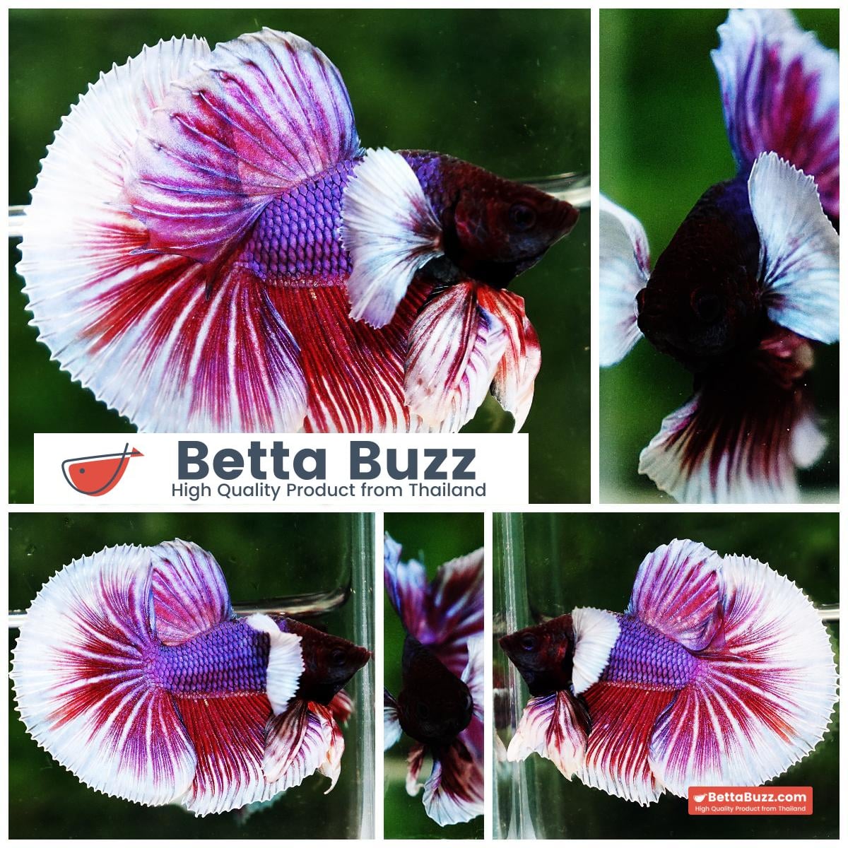 Betta fish OHM Pink Purple Salamander Dumbo