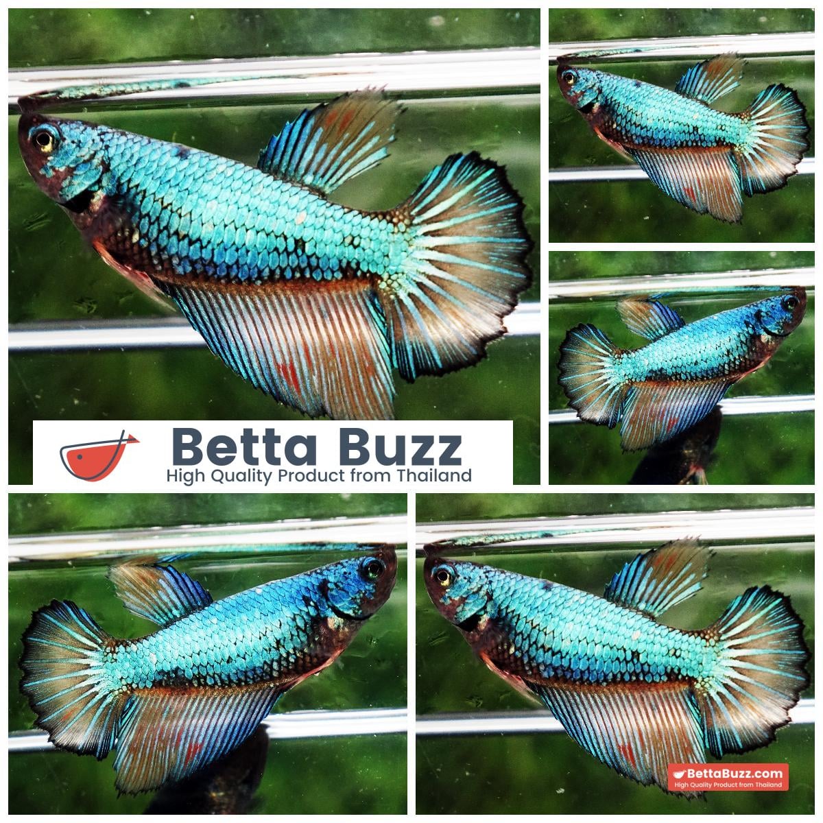 Betta fish Female HM Green Alien Mustard Gas