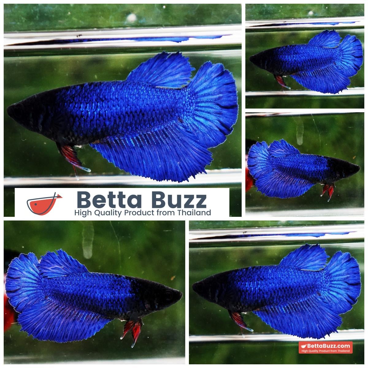 Betta fish Female HM Stell Blue Black Head