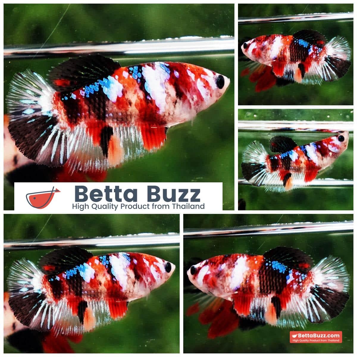 Betta fish Female HM Multicolor Candy Nemo
