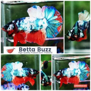 Betta fish HMPK Emerald Candy Marble