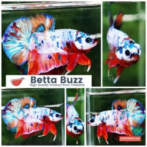 Betta fish HMPK Rainbow Candy Marble