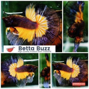 Betta fish OHM Blue Black Pumkin Butterfly