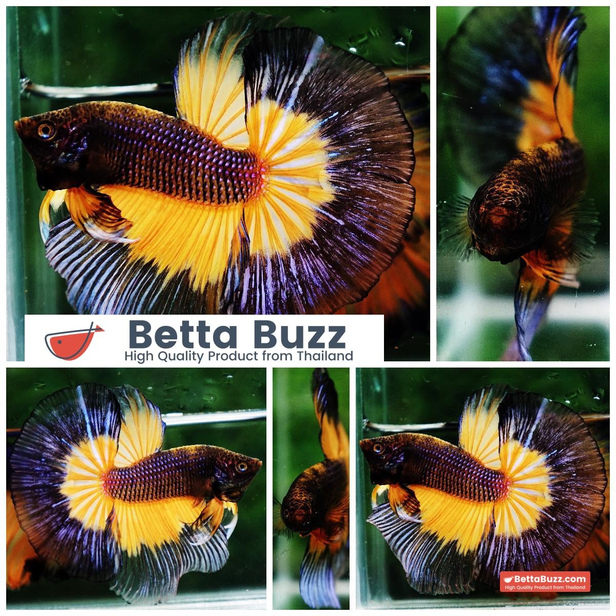 Betta fish OHM Blue Black Pumkin Butterfly