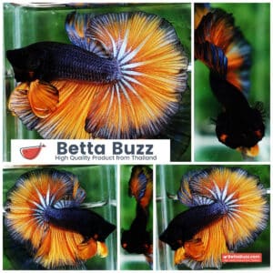 Betta fish OHM Iron Steel Mustard Gas Sky Hawk