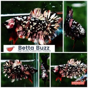 Betta fish HMPK The Dark Nebula (Rare & Comp Grade)